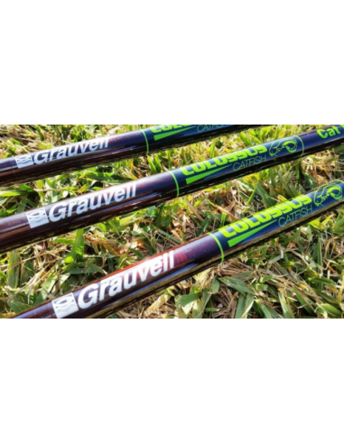 CANNA GRAUVELL COLOSSUS T