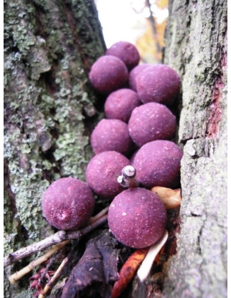 BOUILES PROBIOTIC PRO PLUM PLUS