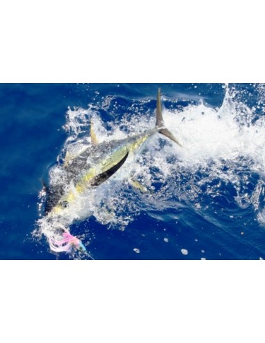 CANNA DAIWA SALTIGA BIG GAME 85 SF